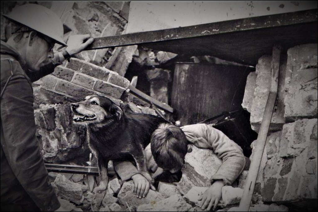 cani-in-guerra-durante-un-salvataggio cani in guerra durante un salvataggio