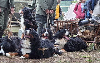 rievocazione al museo dell'uso di cani in guerra