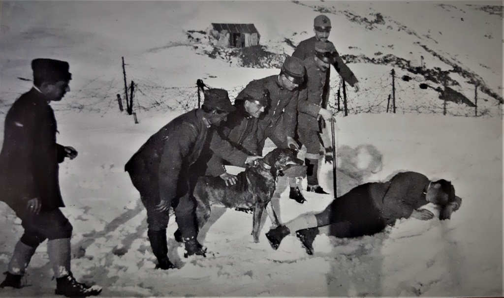 cani-sanitari-in-guerra cani sanitari in guerra
